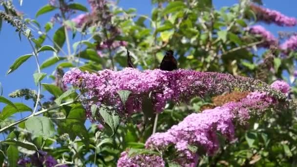 Lila Blumen Garten Mit Pfauenschmetterling — Stockvideo