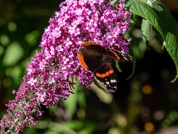 Метелик Ванесса Атоланта Пурпуровій Квітці — стокове фото