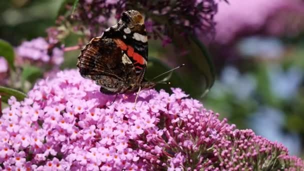 Macroglossum Stellatarum Flower — Stock video