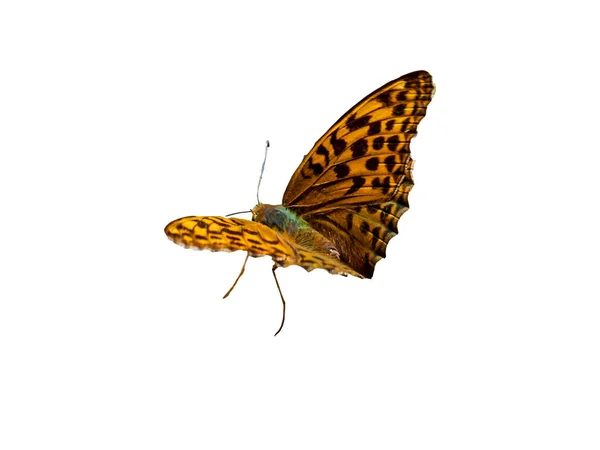 Argynnis Paphia Motýl Bílém Pozadí — Stock fotografie