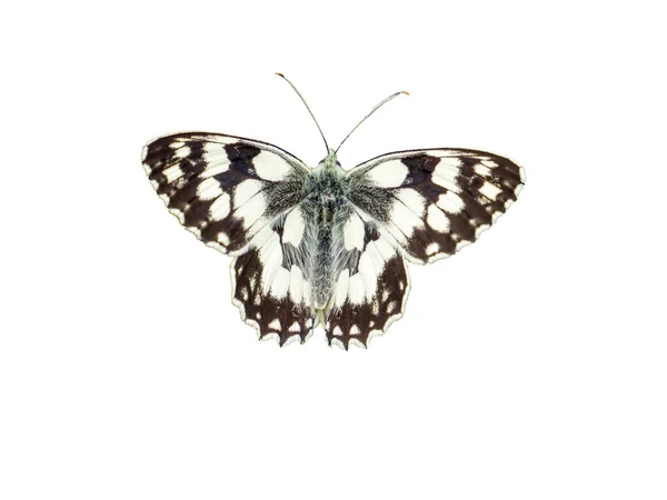 Melanargia Galathea Fjäril Vit Bakgrund — Stockfoto