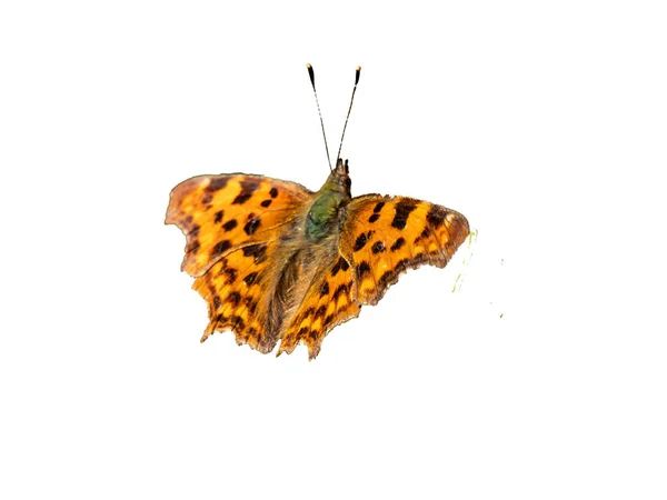 Fritillary Fjäril Vit Bakgrund — Stockfoto