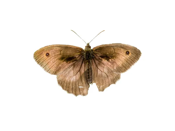 Small Heath Butterfly Coenonympha Pamphilus Isolated White Background — Stock Photo, Image