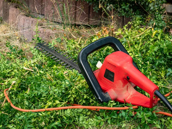 Hedge Trimmer Garden While Cutting Hedges — Stock Photo, Image