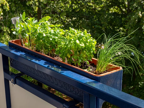 Balcony box with herbs on the house