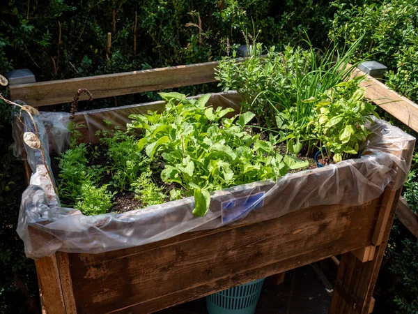 raised bed with herbs in the garden