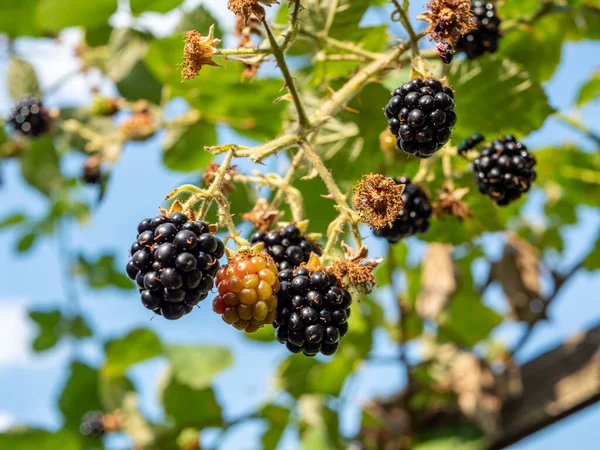 blackberries on the bush in the garden