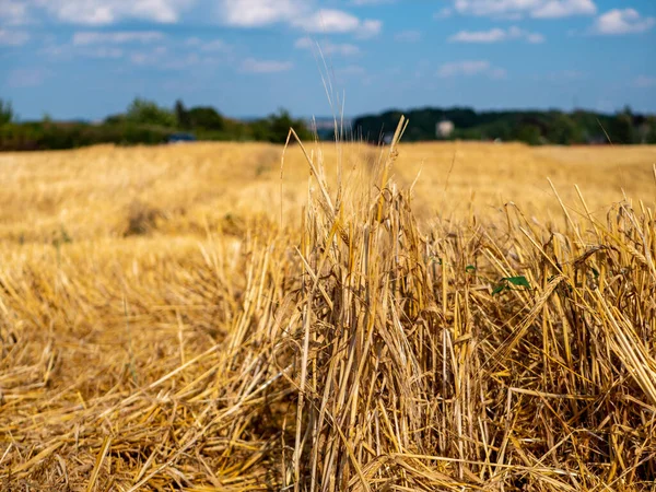 Gemaaid Tarweveld Zomer — Stockfoto