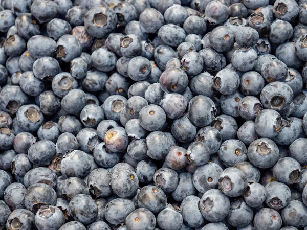 Blueberries Close Background Texture — Stock Photo, Image