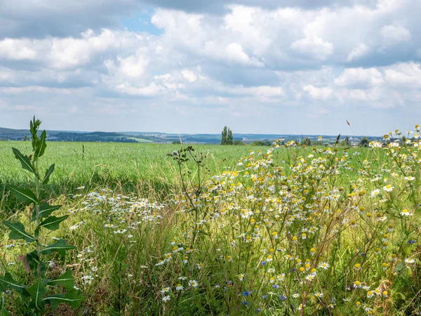ザクセン州のトウモロコシ畑 Vogtland East Germany — ストック写真