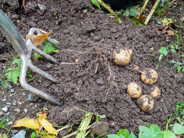 Colheita Batatas Com Uma Forquilha Jardim — Fotografia de Stock
