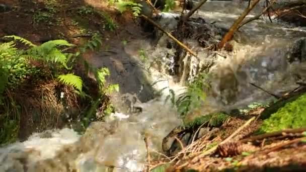 Rivière Qui Coule Dans Forêt Inondation — Video
