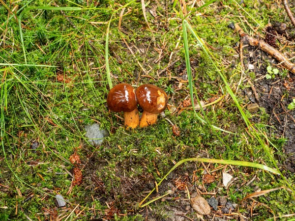 Kastanjeboletus Imleria Badia Het Bos — Stockfoto