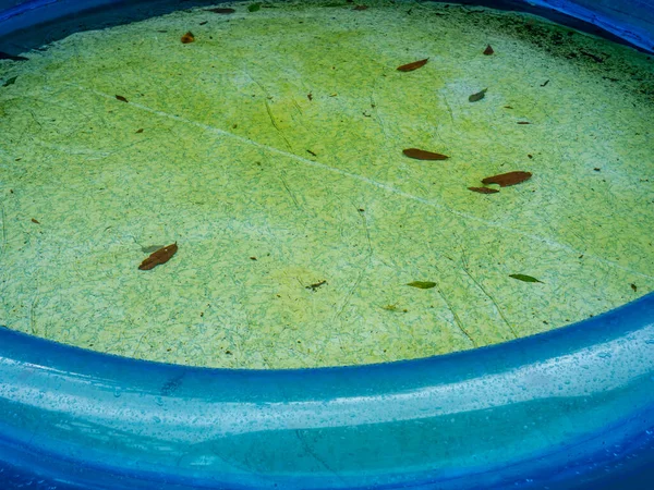 Piscina Jardín Con Algas Verdes — Foto de Stock