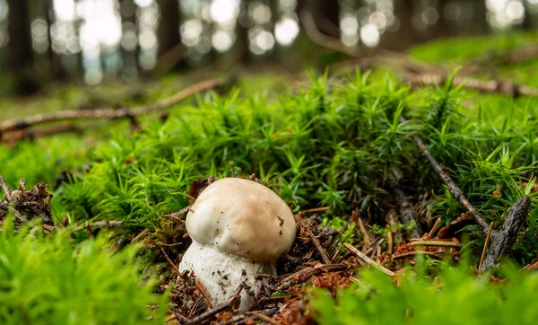 Bolete Staat Onder Mos Het Bos — Stockfoto