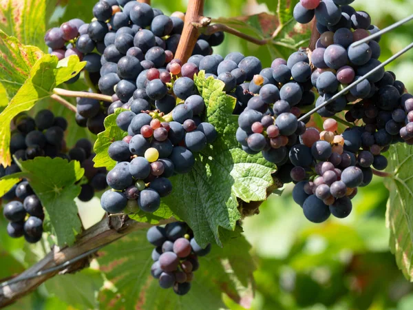 Фіолетовий Виноград Саксонському Виноробному Регіоні — стокове фото