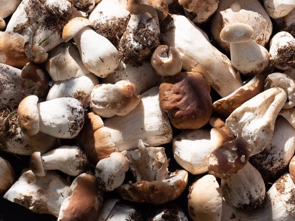 Texture with porcini mushrooms from the forest — Stock Image Texture Porcini Mushrooms Forest Stock Photo