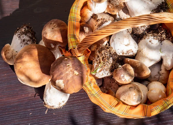 Fresh boletus in the basket — Stock Image Fresh Boletus Basket Royalty Free Stock Photos