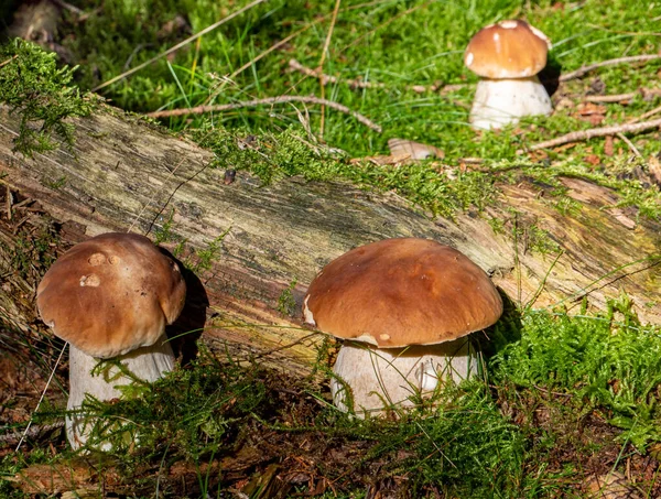 Boletus mushrooms stand in the forest on moss ground — Stock Image Boletus Mushrooms Stand Forest Moss Ground Stock Photo