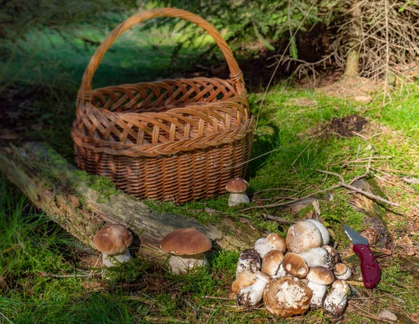 Porcini mushrooms stand in the forest with a basket — Stock Image Porcini Mushrooms Stand Forest Basket Stock Image