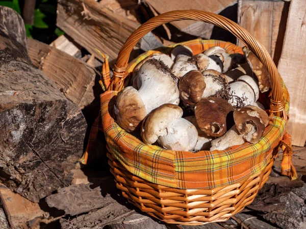 Fresh forest mushrooms in the basket — Stock Image Fresh Forest Mushrooms Basket Royalty Free Stock Photos