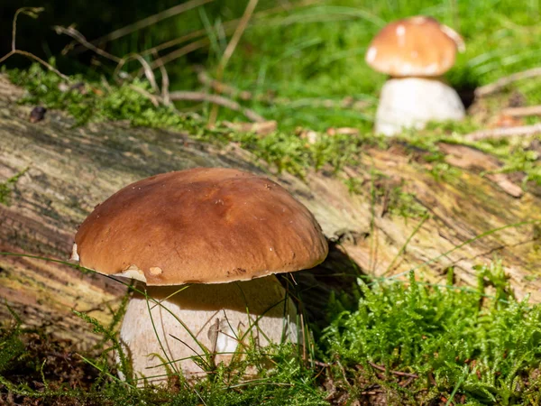Porcini mushrooms stand in the forest. Mushroom time — Stock Image Porcini Mushrooms Stand Forest Mushroom Time Royalty Free Stock Images