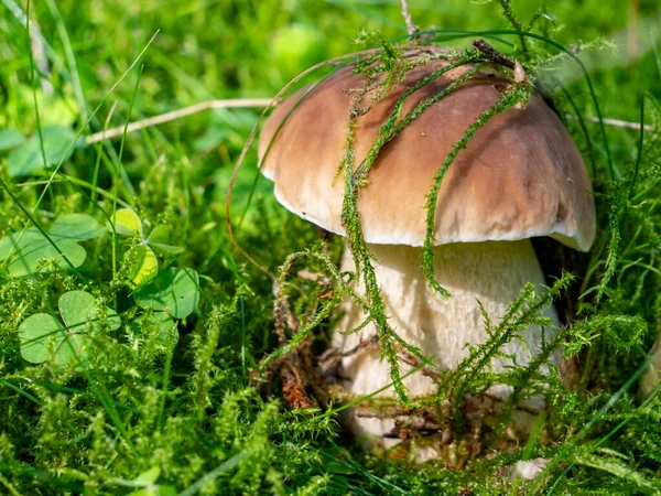Porcini mushroom on a moss floor in the forest — Stock Image Porcini Mushroom Moss Floor Forest Stock Picture
