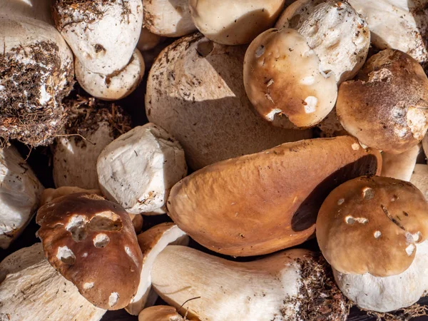 Texture of porcini mushrooms background — Stock Image Texture Porcini Mushrooms Background Royalty Free Stock Images