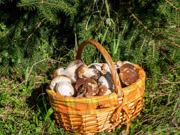 Basket full of fresh porcini mushrooms from the forest — Stock Image Basket Full Fresh Porcini Mushrooms Forest Royalty Free Stock Images