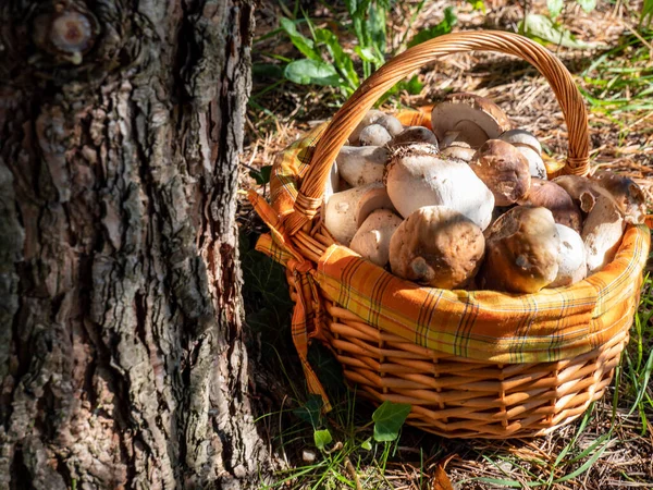 Basket with boletus is on the tree — Stock Image Basket Boletus Tree Stock Image