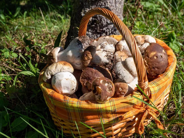 Basket of fresh boletus mushrooms — Stock Image Basket Fresh Boletus Mushrooms Stock Image