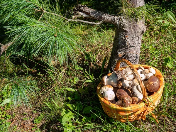 Basket with boletus is in the forest — Stock Image Basket Boletus Forest Royalty Free Stock Images