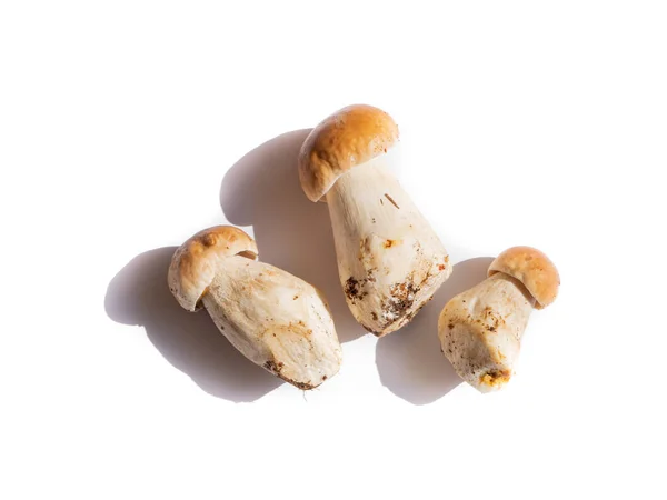 Boletus Champignons Geïsoleerd Witte Achtergrond — Stockfoto