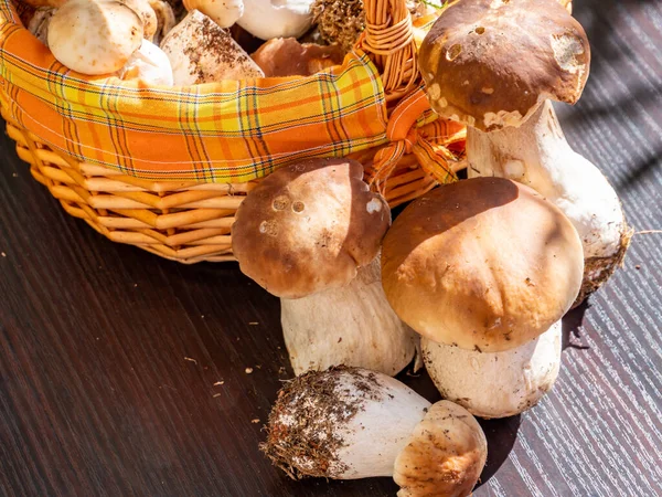 Many porcini mushrooms with basket in autumn — Stock Image Many Porcini Mushrooms Basket Autumn Stock Image
