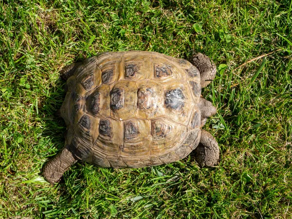 Bird Eye View Greek Tortoise Meadow — Stock Photo, Image