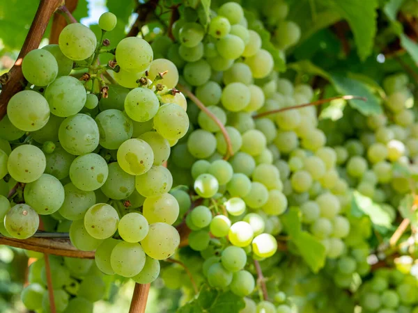 Vino Amarillo Región Vitícola Alemania — Foto de Stock