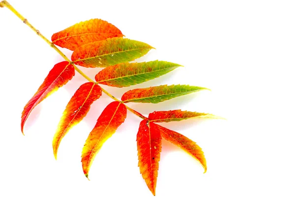 Красочный Осенний Лист Белом Фоне — стоковое фото