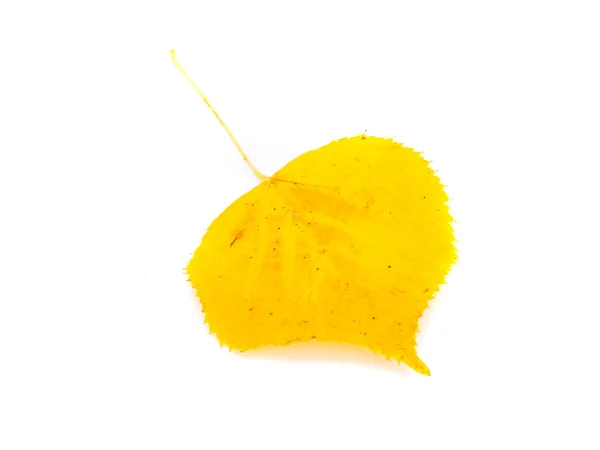 Желтый Лист Липы Осенью Изолирован Белом Фоне — стоковое фото