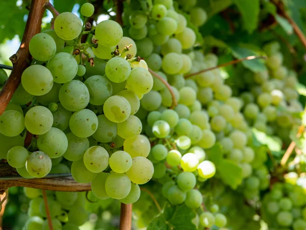 Vinho Verde Fresco Antes Colheita — Fotografia de Stock