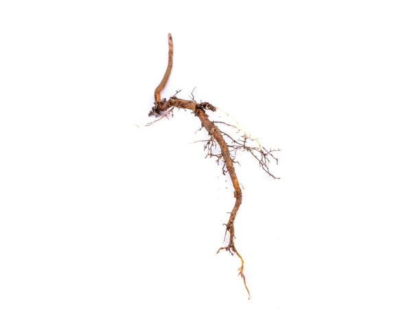 Stock image Root is on a white background