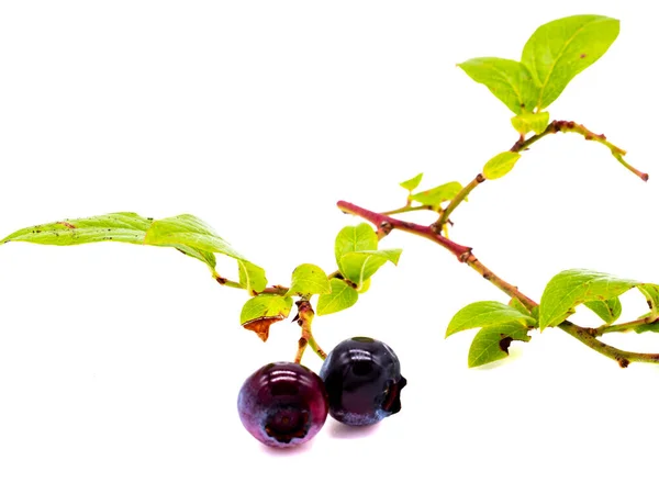 Blueberries Leaves Isolated White Background — Stock Photo, Image