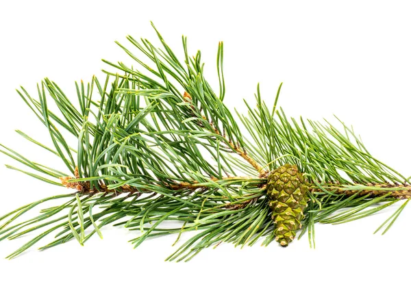 Pine Branch Isolated White Background Stock Image