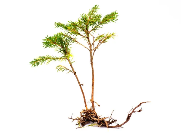 Young Fir Tree Root Isolated — Stock Photo, Image