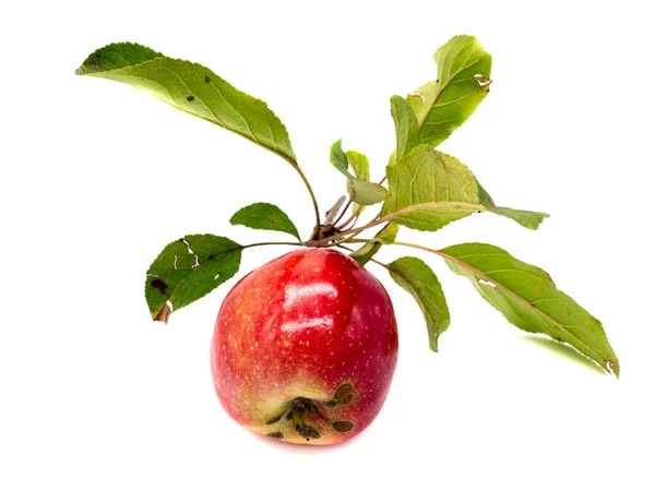 Organic Apple Leaves Isolated — Stock Photo, Image