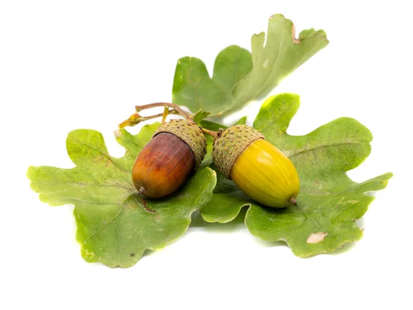 Acorns Leaves Isolated White Background — Stock Photo, Image