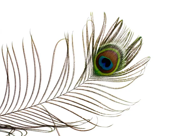 白地に隔離された孔雀の羽 — ストック写真