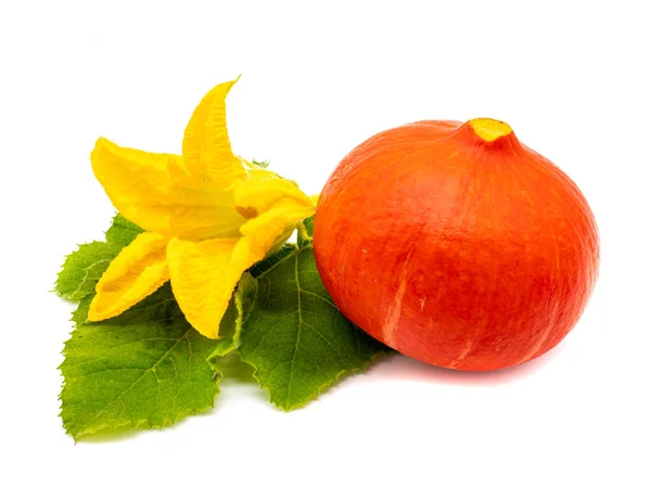 Uchiki Kuri Pumpkin Blossom Isolated — Stock Photo, Image