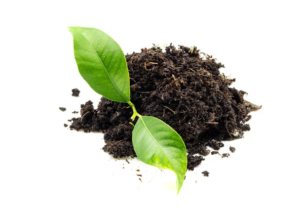 Green Leaf Mound Earth Isolated Stock Picture