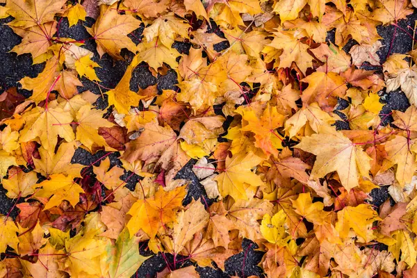 Liście Jesiennym Tle Tekstury — Zdjęcie stockowe