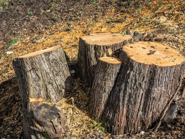 Ağaçlar Için Sonbaharda Budanmak — Stok fotoğraf